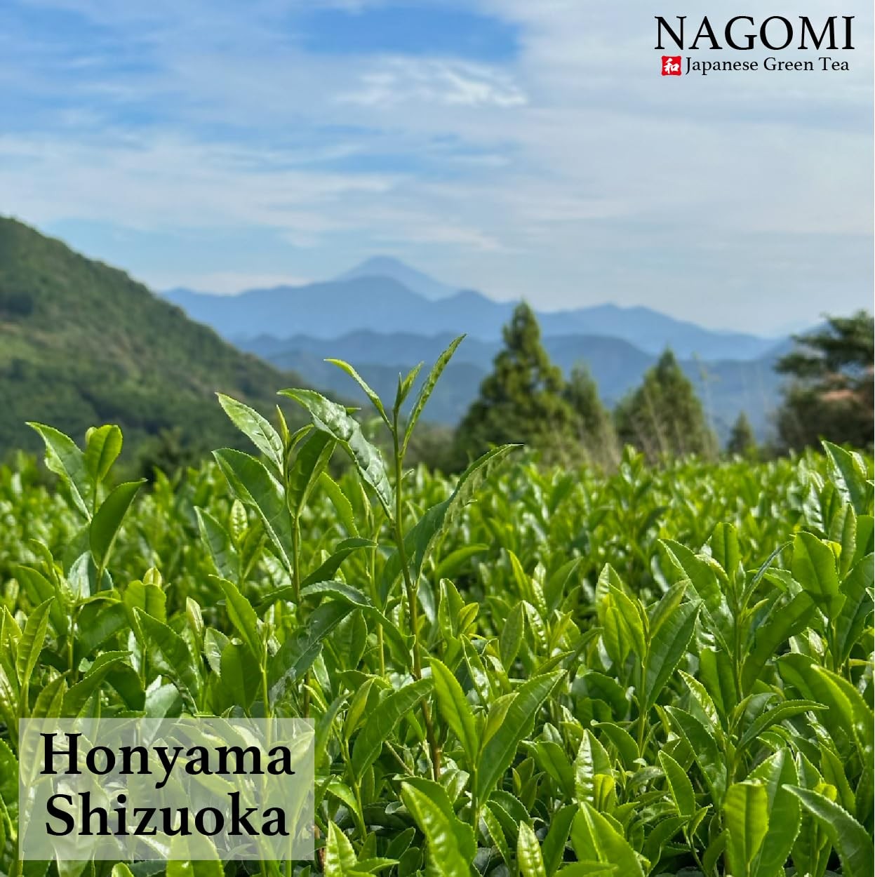 NAGOMI Organic Kukicha – Loose Leaf Japanese Twig Green Tea, 70g/2.47oz.