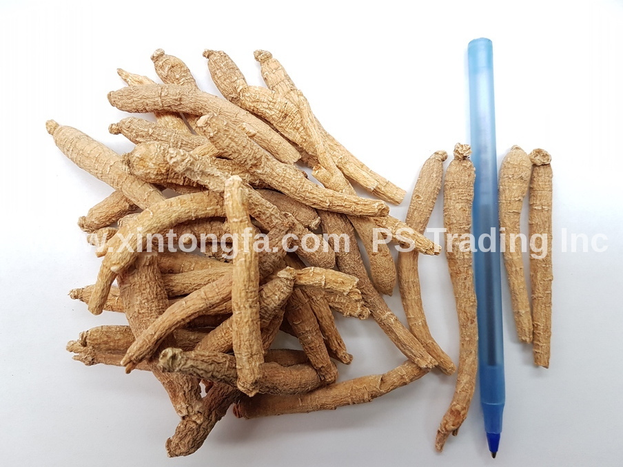 4oz to 1LB- 100% XS Wisconsin American Ginseng Root Long (#G1.2) 純正美国威州花旗蔘特小長泡