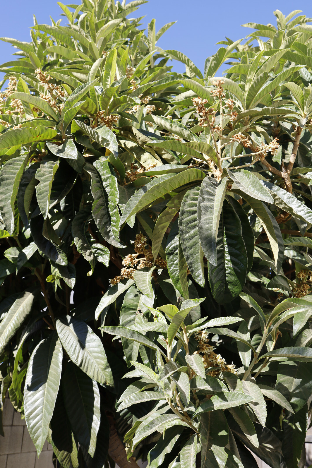 Organic Giant Loquat Leafs Chinese plum Herb Fresh 40-50cm / 16-19″long