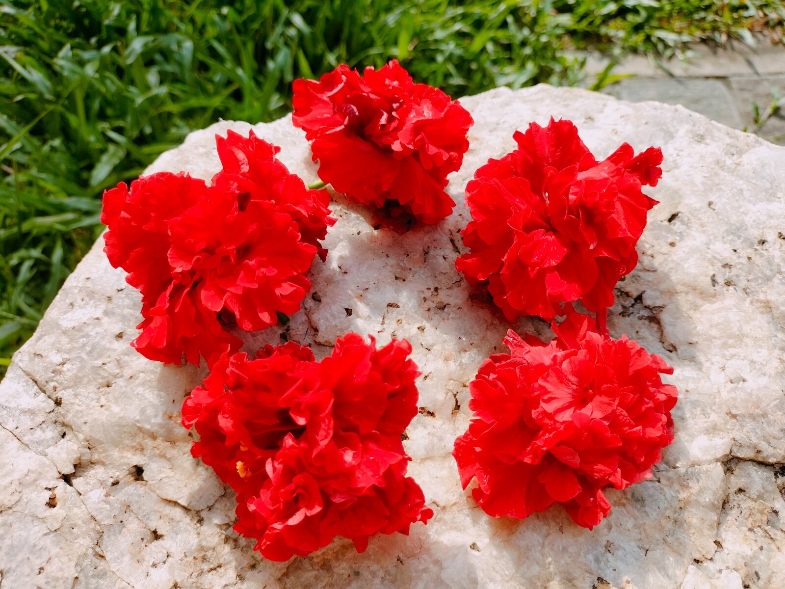 Greek Organic Hibiscus Dried Flowers Pcs Hibiscus Sabdariffa 25 Pcs Flowers New