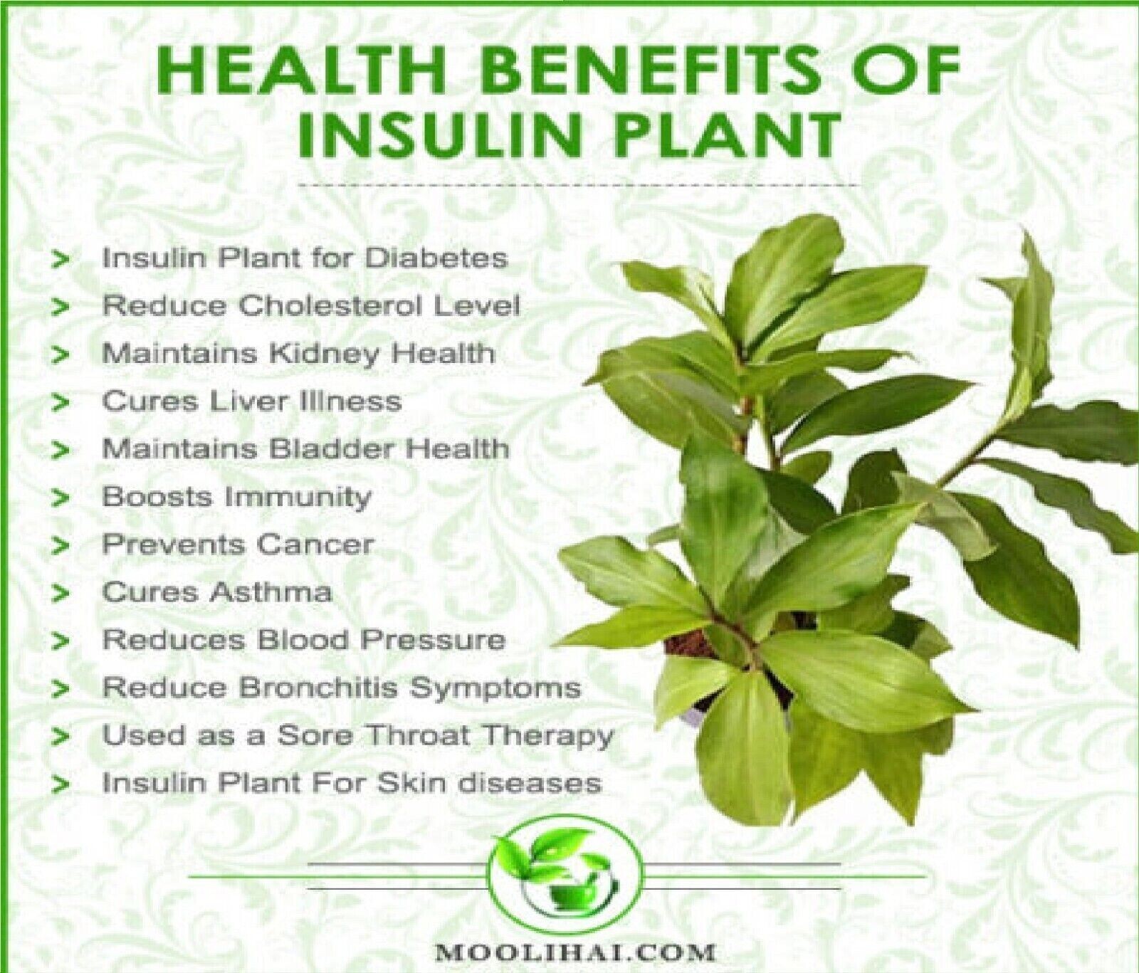 Dried Insulin Plant Leaves Costus Igneus Thebu Crepe ginger Herbal Organic Tea