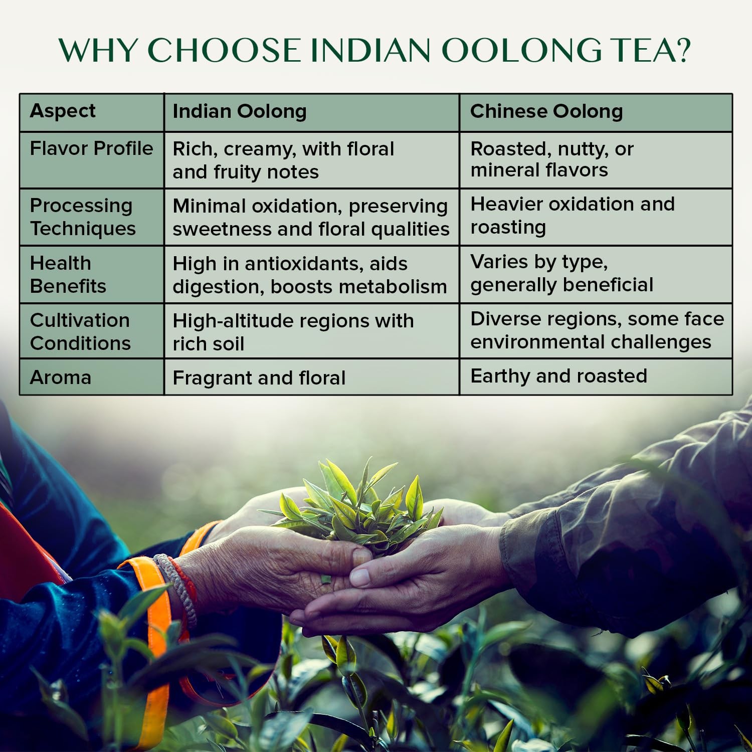 VAHDAM, High Mountain Oolong Tea Leaves From Himalayas – 340g/12oz 170 Cups H…