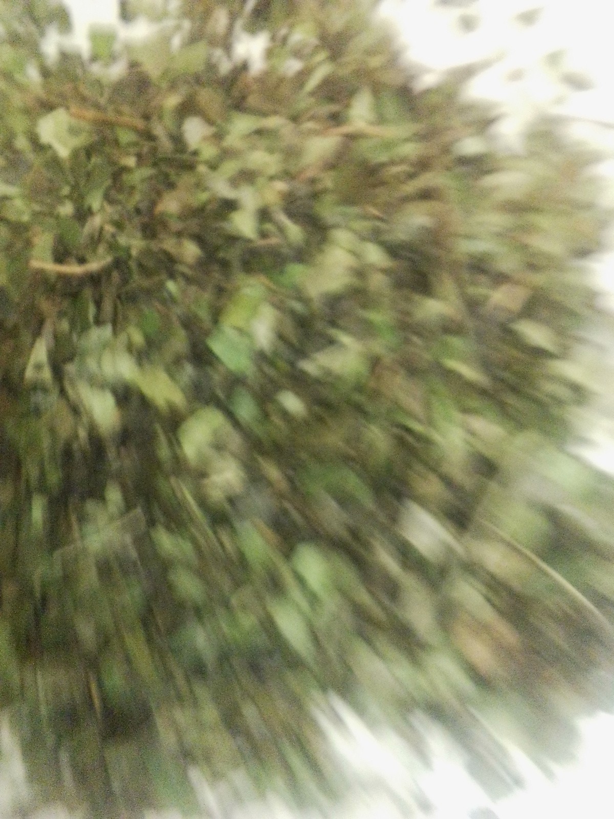 Double Eagle Loose leaf tea Extra Caffeine Guayusa and Black Oothu FOP Premium