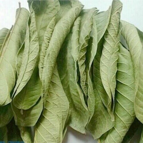 Organic Garden 30 Guava Leaves Fresh Green Dried Antidiabetic Anti Hair Lo