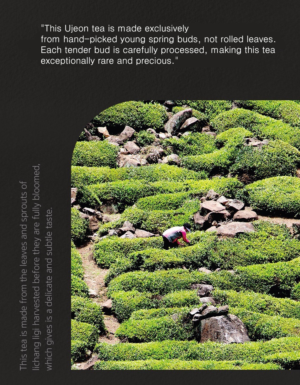 Korean Ujeon Green Tea First Flush Award Winner Master Kim 30g 1.06oz Premium