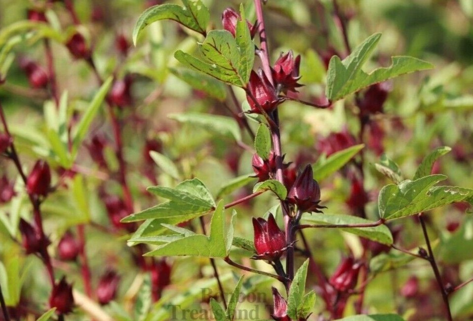 ROSELLE TRINIDAD SORREL DRIED HIBISCUS FLOWERS SORREL HERBAL TEA 2 Oz