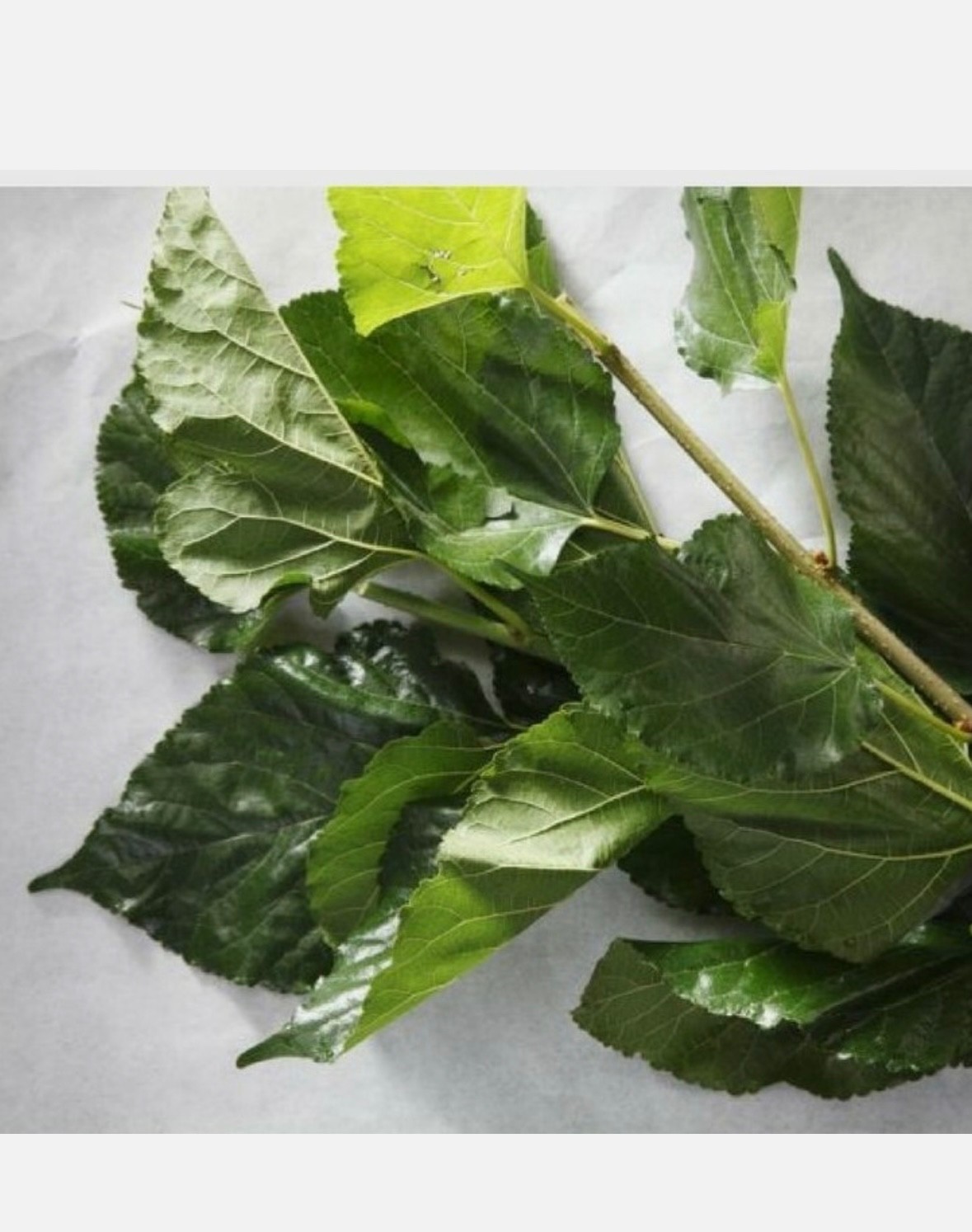 Dried Mulberry Leaf Tea – 20 Grams – 20 Servings
