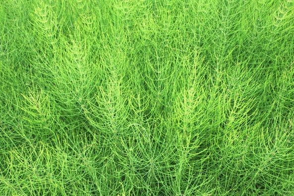 Hair Skin Nail Mineral Horsetail Powder 50g Pure Sugina Tea Matcha Mixer