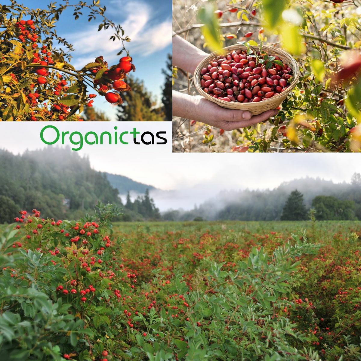 ROSEHIPS Tea Natural Dried Whole Fruit Rose Berry Vitamin C Immune System 200g