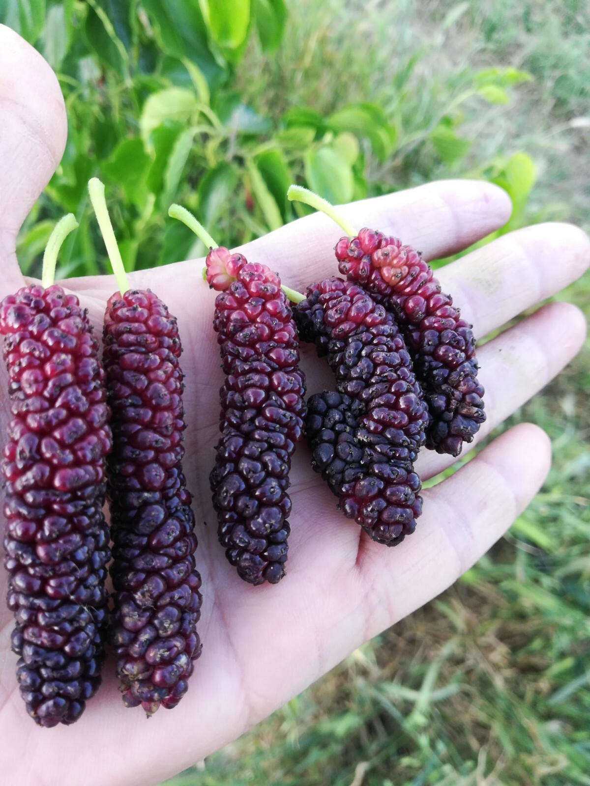 Mulberry Leaf Tea (4oz/113g) Grown Made Packed in Brentwood Rare Fruit Farm, CA