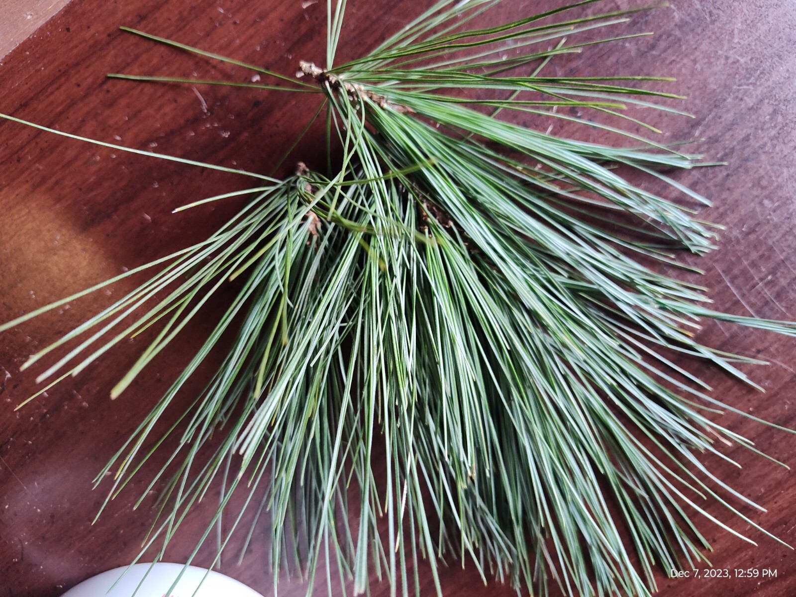 Eastern White Pine Needles Organic Wild Suramin Immune Home Brew 3 oz plus bag