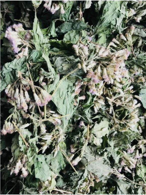 Mexican Dream Herb Calea Zacatechichi | Organic Hand-Picked Leaves for Tea