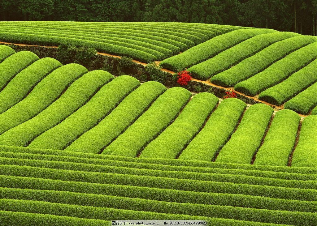 Natural Milk Oolong Tea 250g Jin Xuan Green Tieguanyin Herbal Energy Drink