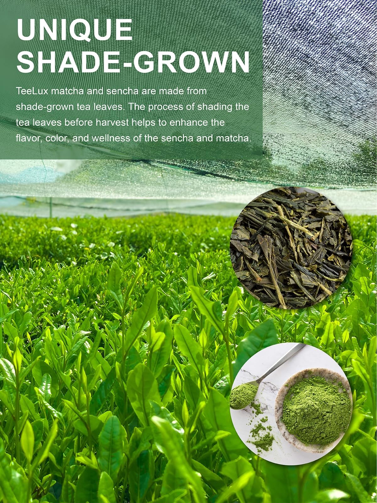Matcha Green Tea Bags, Classic Premium Japanese Matcha + Sencha Green Tea, Su…