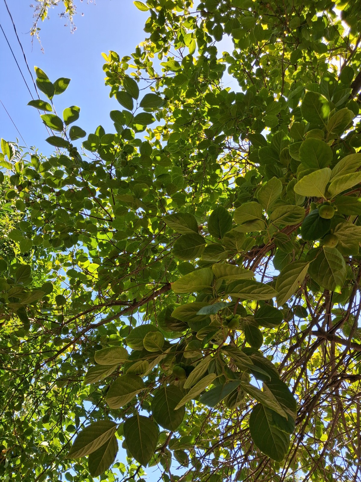 Organic Persimmon leaves for tea. Large Lower Blood sugar naturally 20 fresh