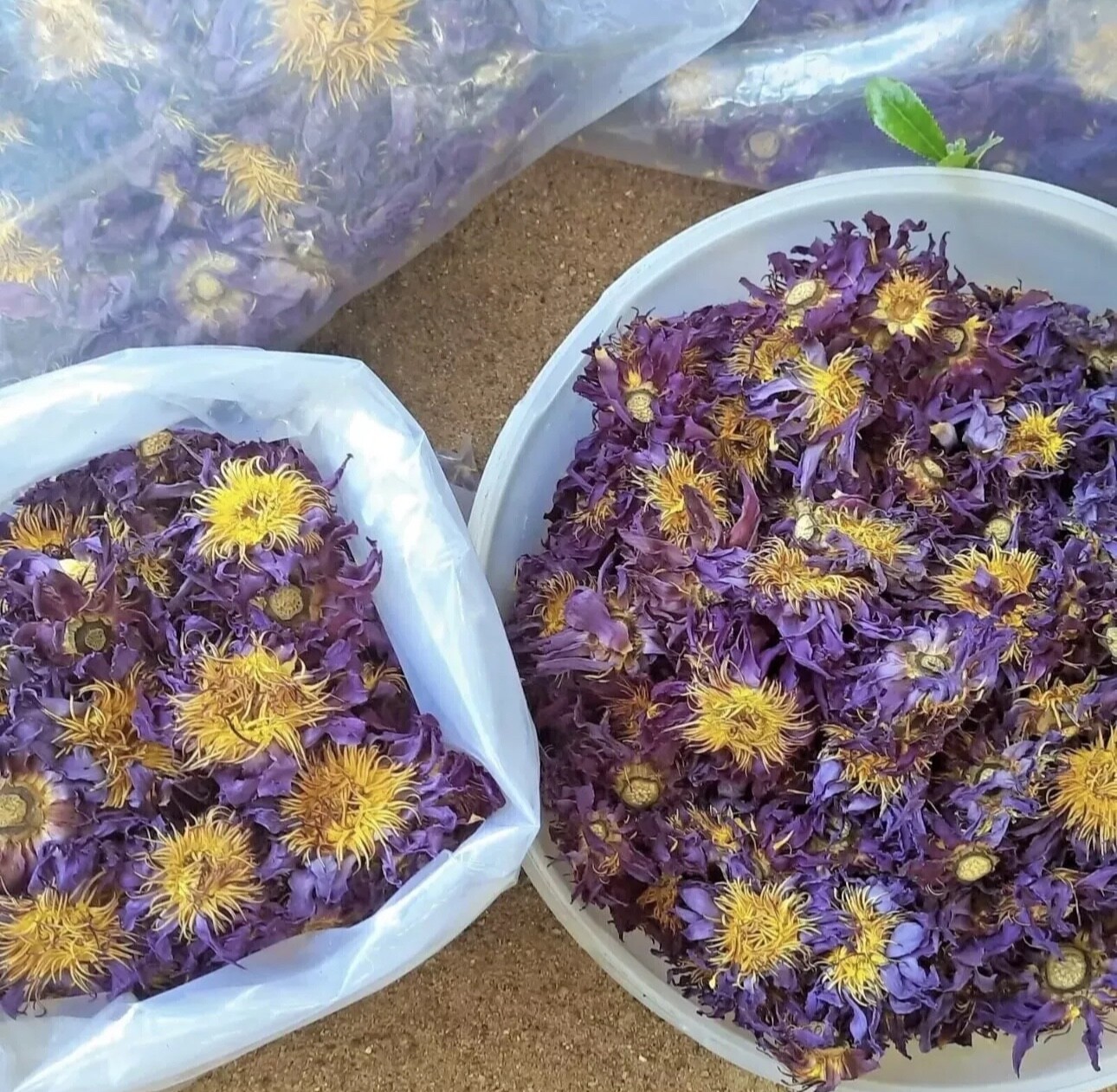 Organic Natural BLUE LOTUS Nymphaea Caerulea Dried Flower 100%Harbal tea / Smoke