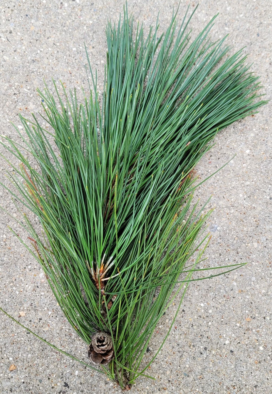 Red Pine Needles Organic Fresh Picked For Herbal Tea Wild Grown in Wisconsin