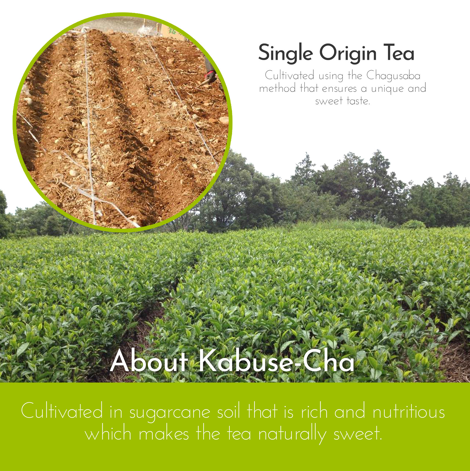 Nozomi Japanese Tea – Kabuse Sencha Green Tea – Vegan Single Origin Japanese