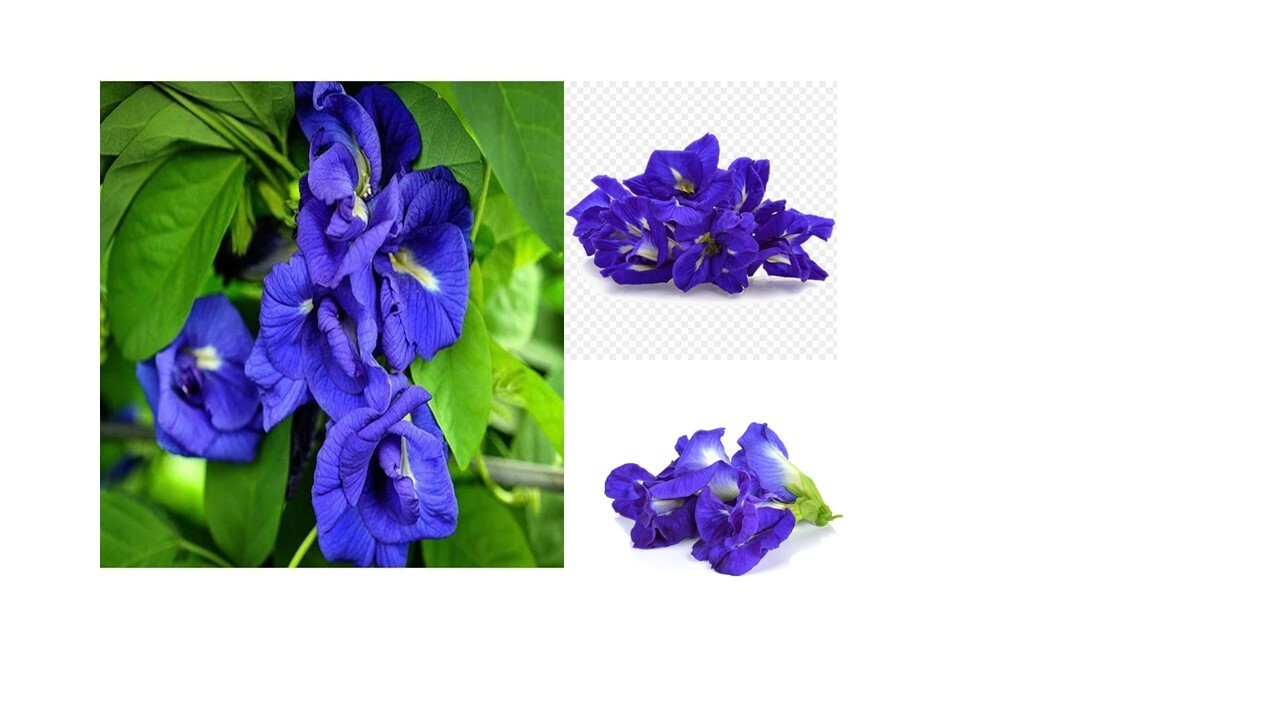 Ceylon Dried Natural BUTTERFLY PEA FLOWERS Healthy Herbal Blue Drink Organic100%