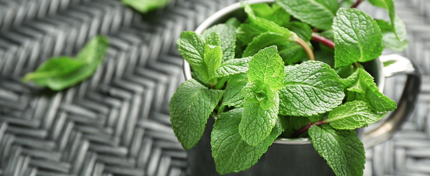 Lemon Balm Tea Bag – 1.5g X 50 Count – Pure Natural Dried Lemon Balm Herb –