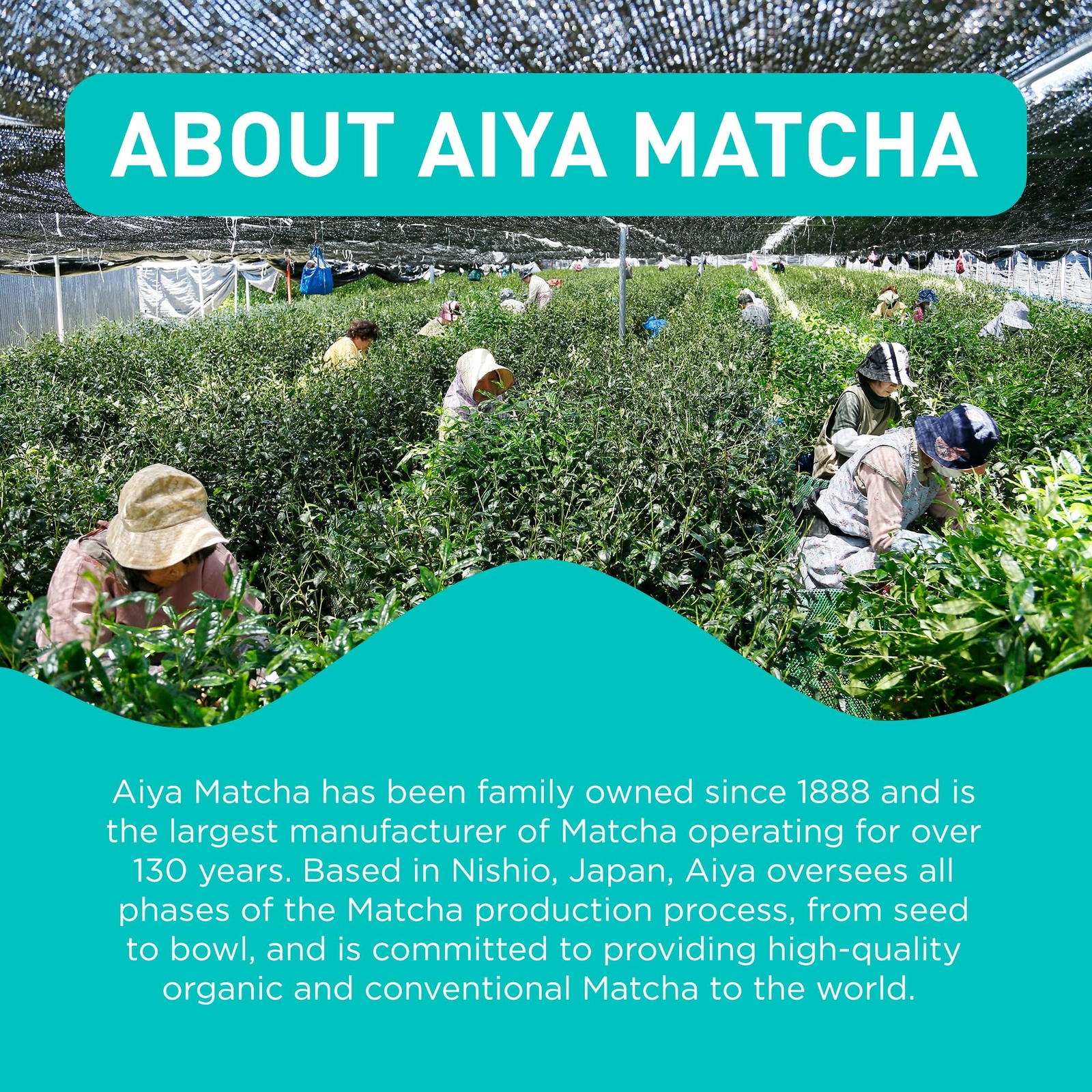Aiya Japanese Sweetened Matcha To Go Sticks 0.42oz Pack of 8 Vegan Gluten Free
