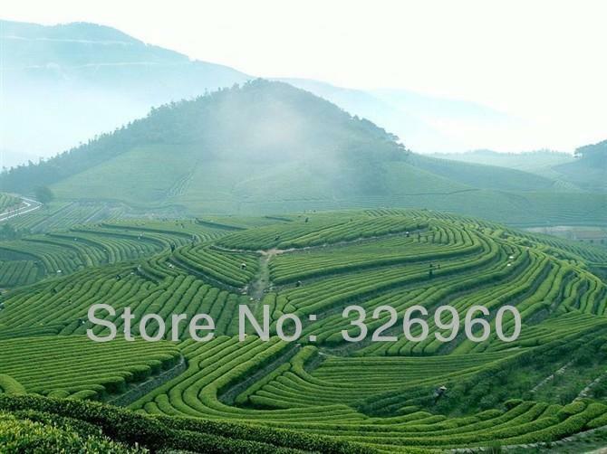 Milk Oolong Tea Tie Guan Yin Premium Fragrant Green Tea 250g