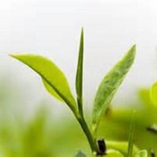 Decaffeinated Ceylon OP 3oz Black leaf tea