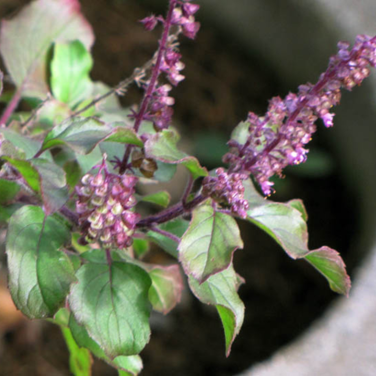 Sun Dried Holy Basil Whole Plant Ocimum Tenuiflorum Tulsi 200gOrganic Herbal Tea