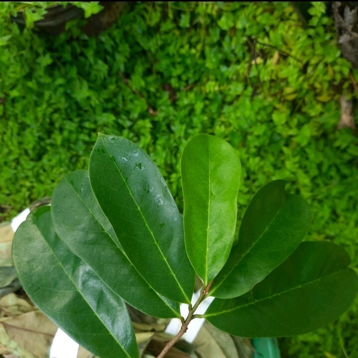 2200 Dried Soursop Leaves- Annona HOJAS DE GUANABANA GRAVIOLA Quality Herbal Tea