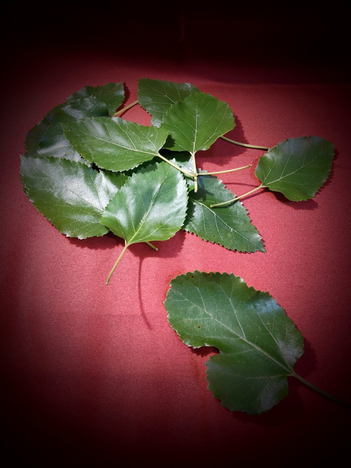 Mulberry Leaf TEA Organic Herbal Loose Dry LEAF 4 Oz