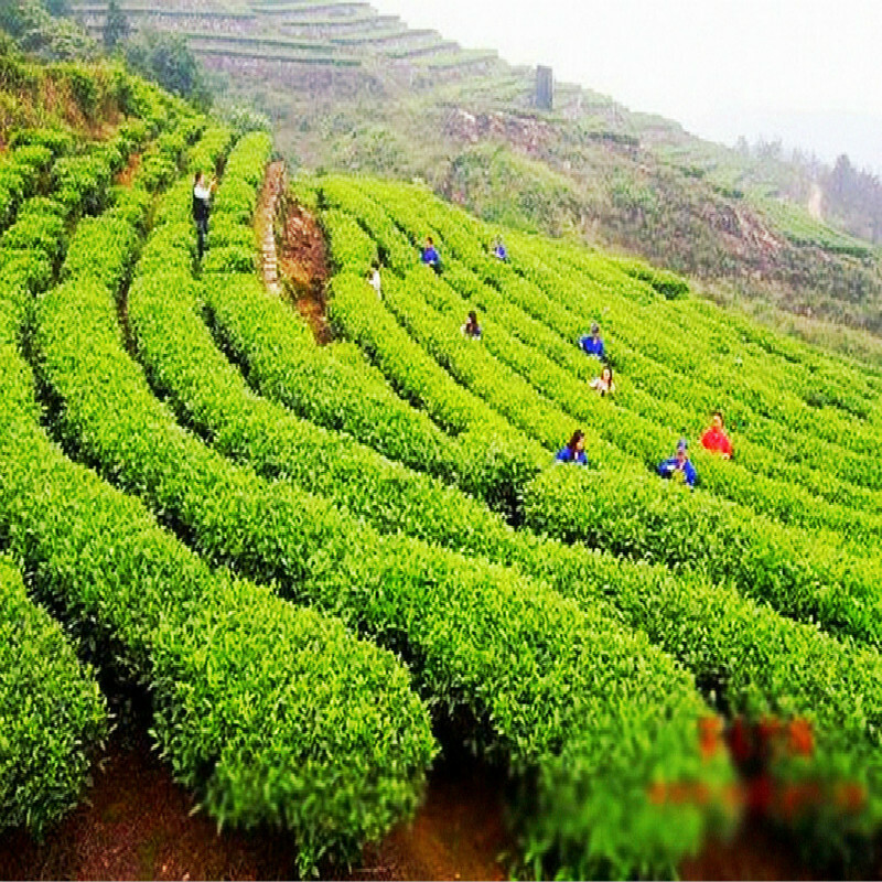 100g Organic Slimming Flower Tea Herbal Tea Lose Weight Puer Diet Tea 10pcs/bag