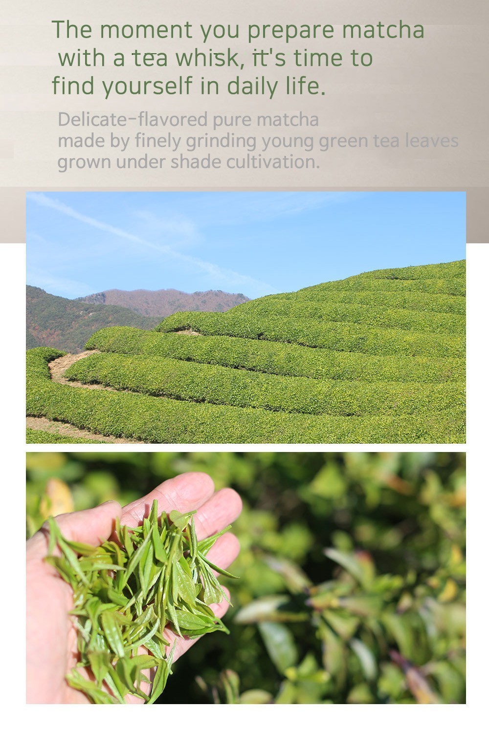 Ssanggye Tea Korean Green Tea Powder 40g Premium Matcha Style Famous