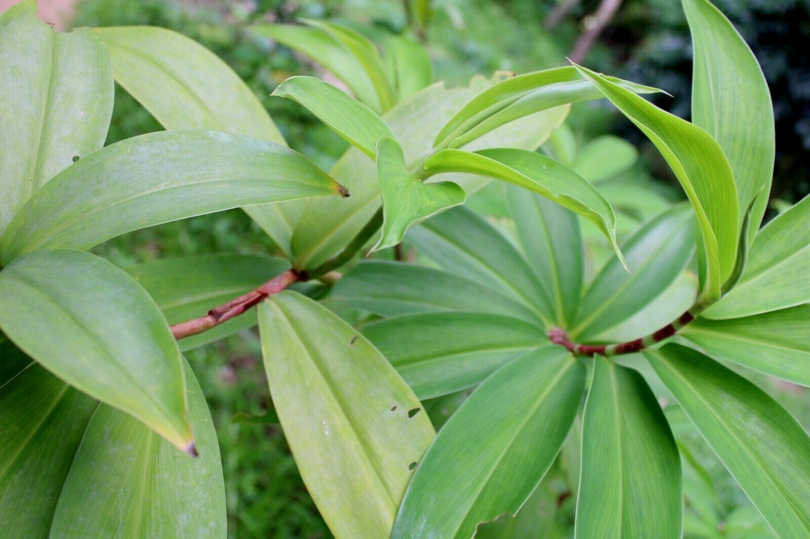 Dried Insulin |Thebu |Costus Plant leaves Organic|Diabetic Tea CEYLON Free ship.