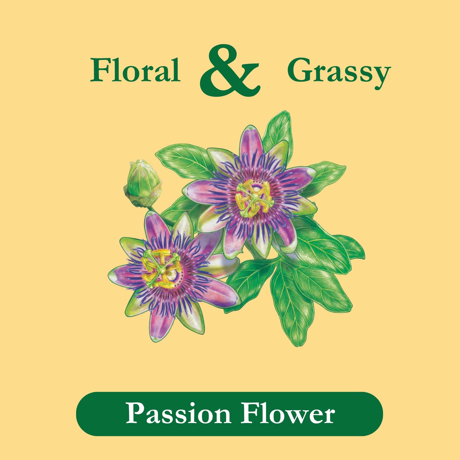 Tadin Passion Flower Herbal Tea Bags Caffeine Free 24 Count Relaxing Tea