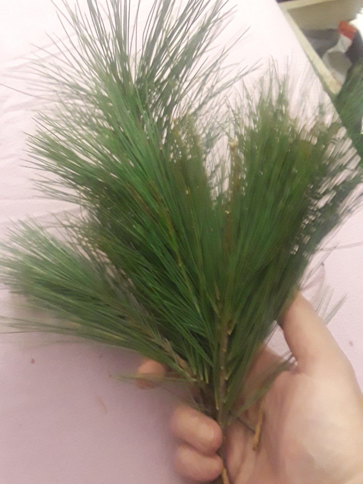 🌲Lot: 100 Pc Organic Eastern White Pine Needle Tea Bags Bag Tree Pinus Stronus