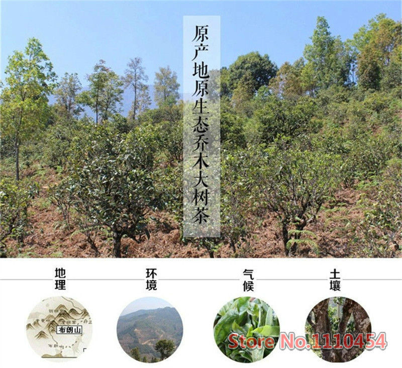 PuEr Tea Brick High Quality Black Tea Oldest Puerh Tea Puer Tasty Tea Compressed
