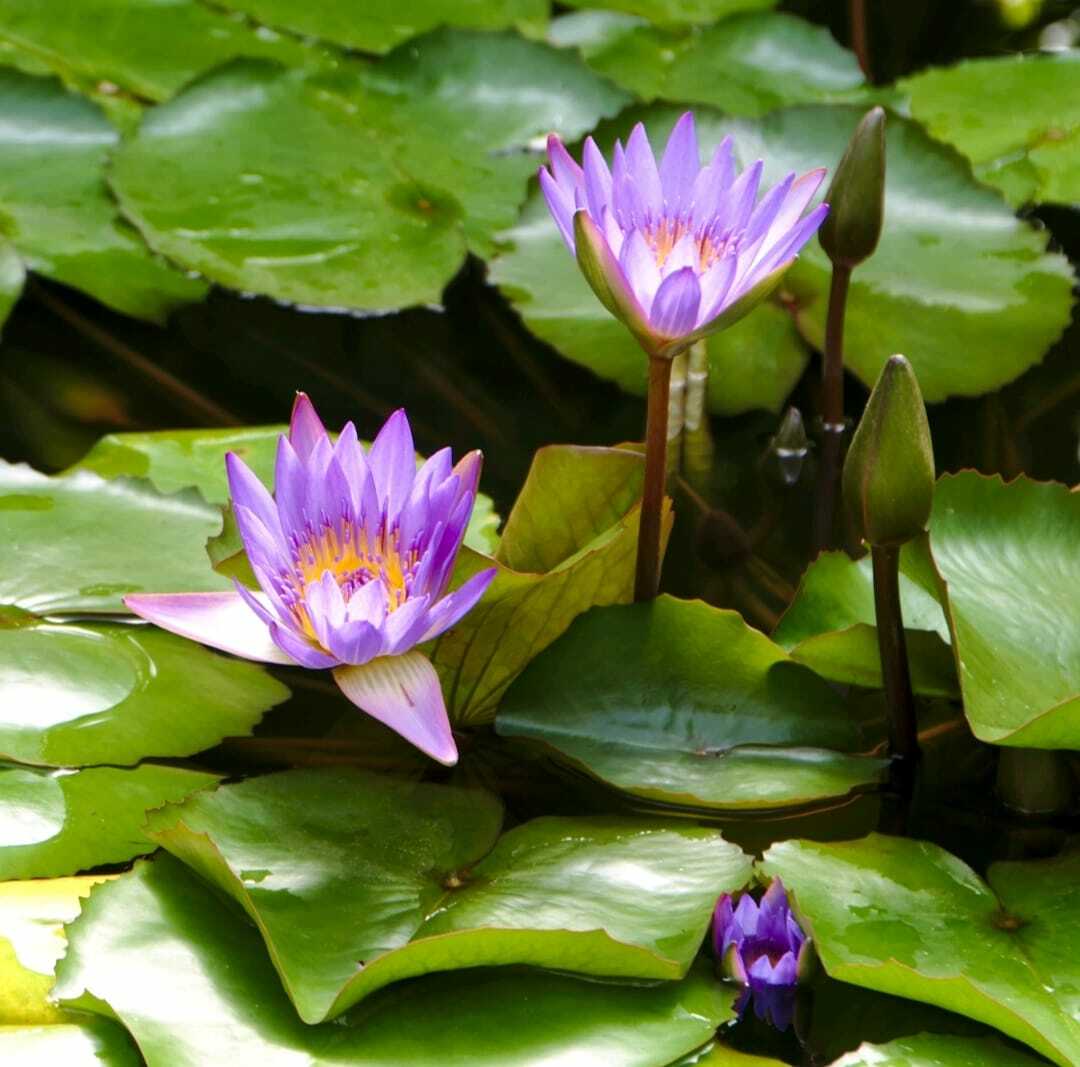Natural Organic Dried Blue Lotus Nymphaea Caerulea Flower 100% Herbal Tea 50g.