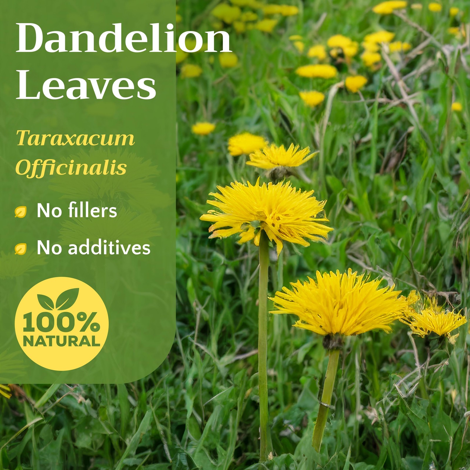 Natural Dandelion Leaf Herb Tea – Cut and Sifted Dried Leaves – Loose Herbal …