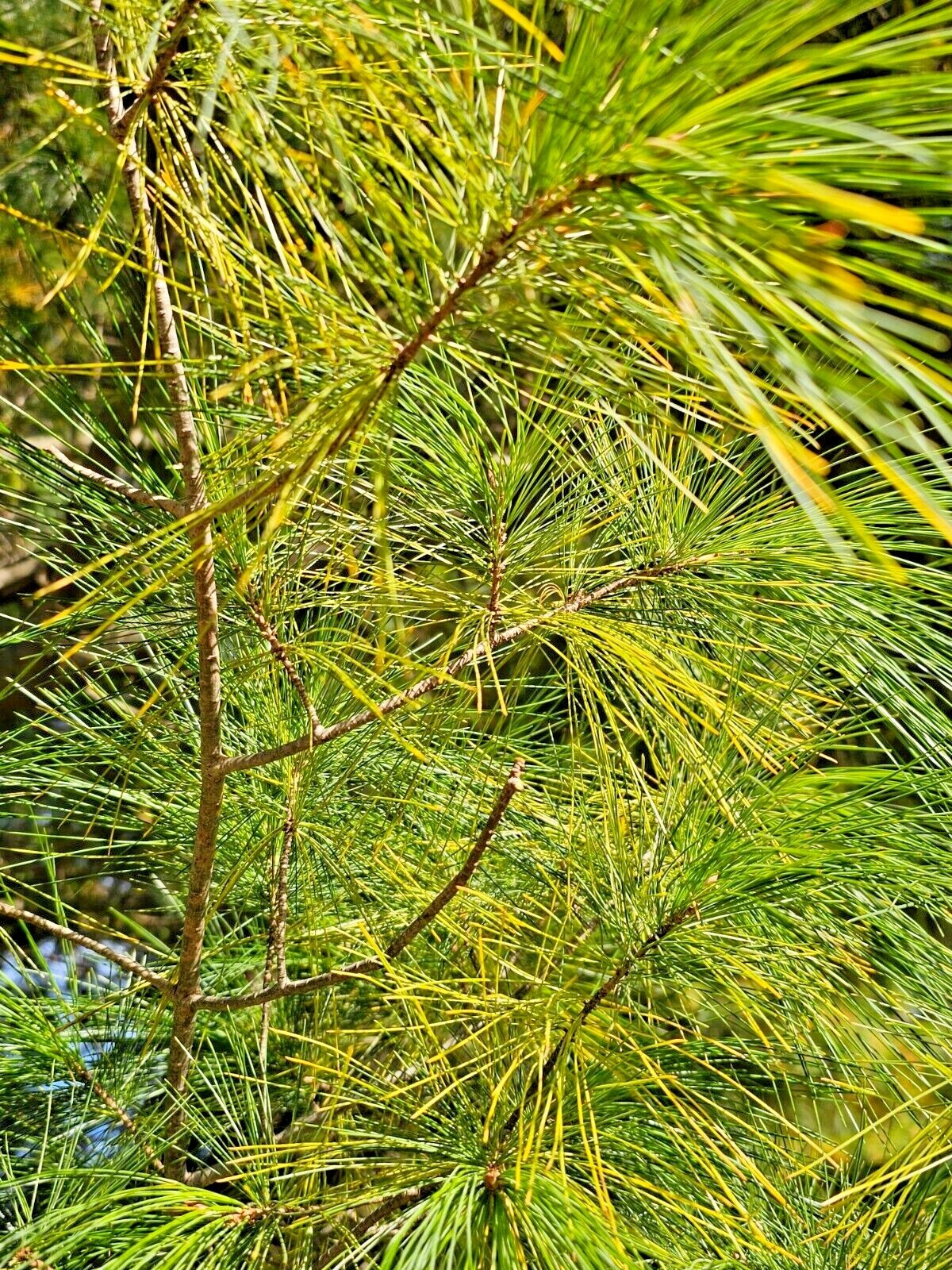 White Pine Tea Needles Organic Infusion Fresh Picked Wild Wisconsin Grown