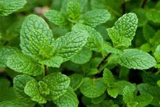 Moroccan Mint 8oz Gunpowder Green leaf tea