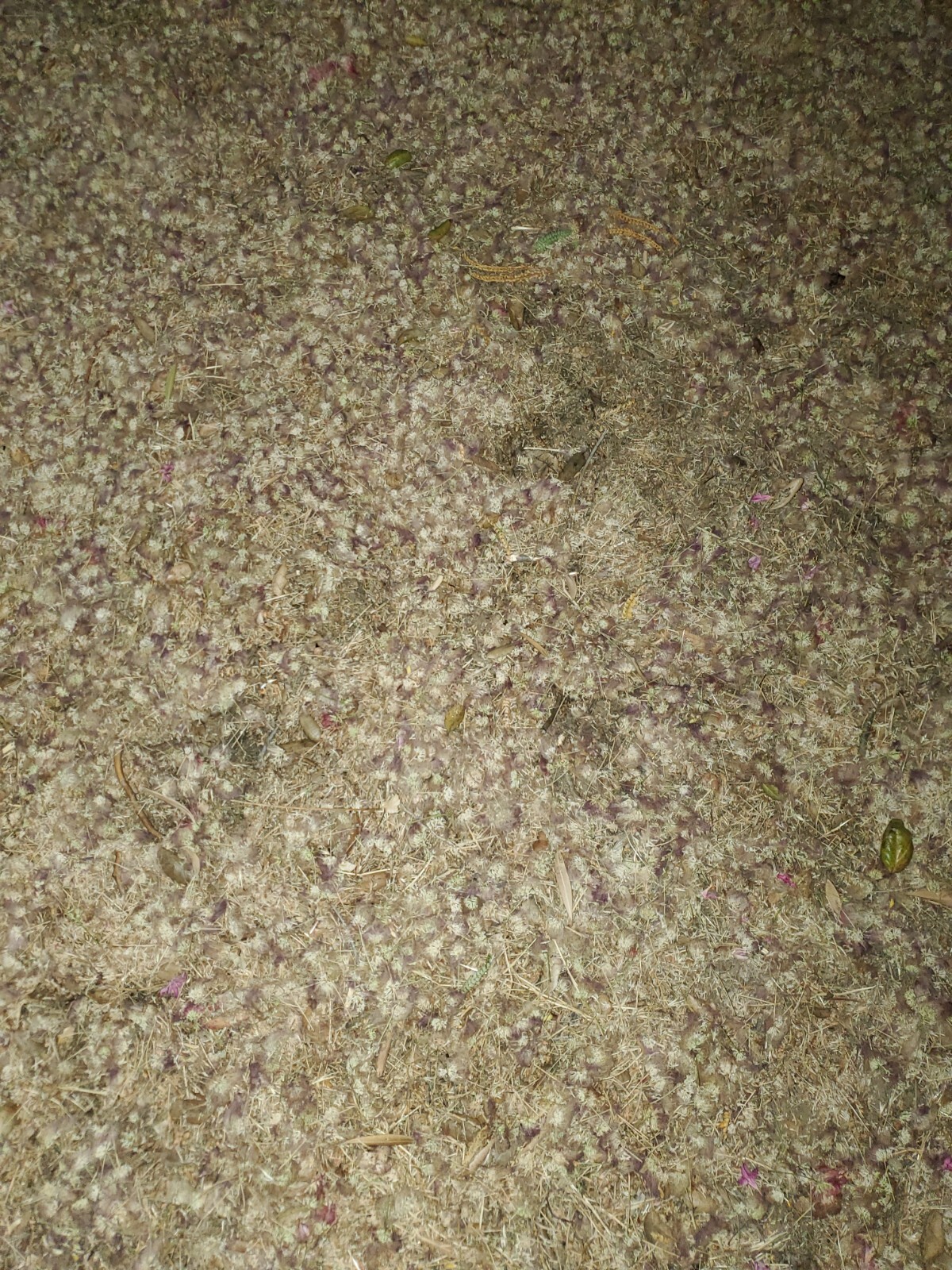 Albizia Julibrissin Mimosa Flower Dried Pink Blossoms Tea Herb Brew Organic