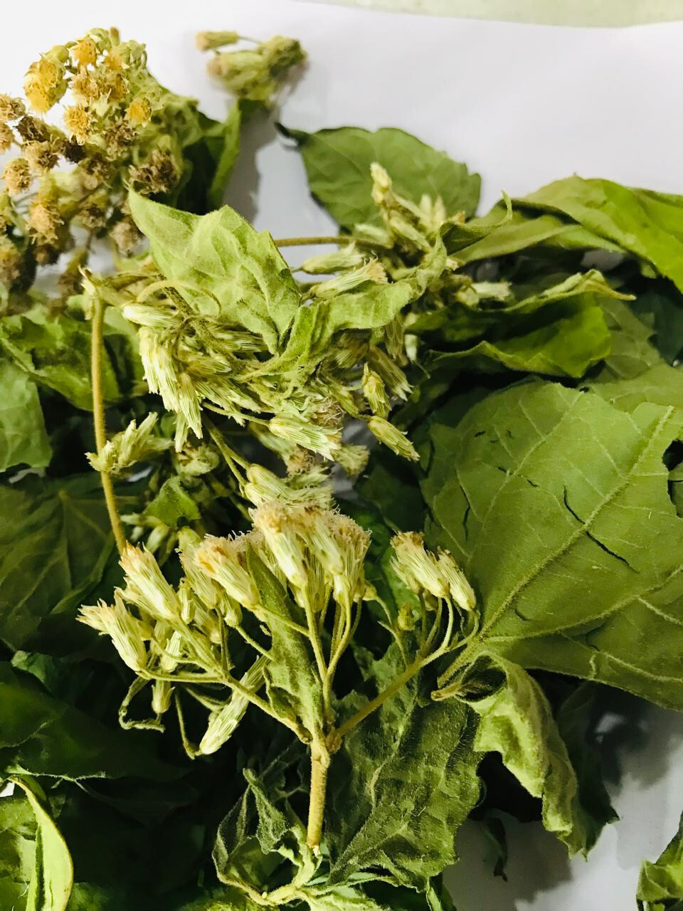 Ceylon Calea Zacatechichi Mexican Dream Herb 100% Organic Herbal Tea