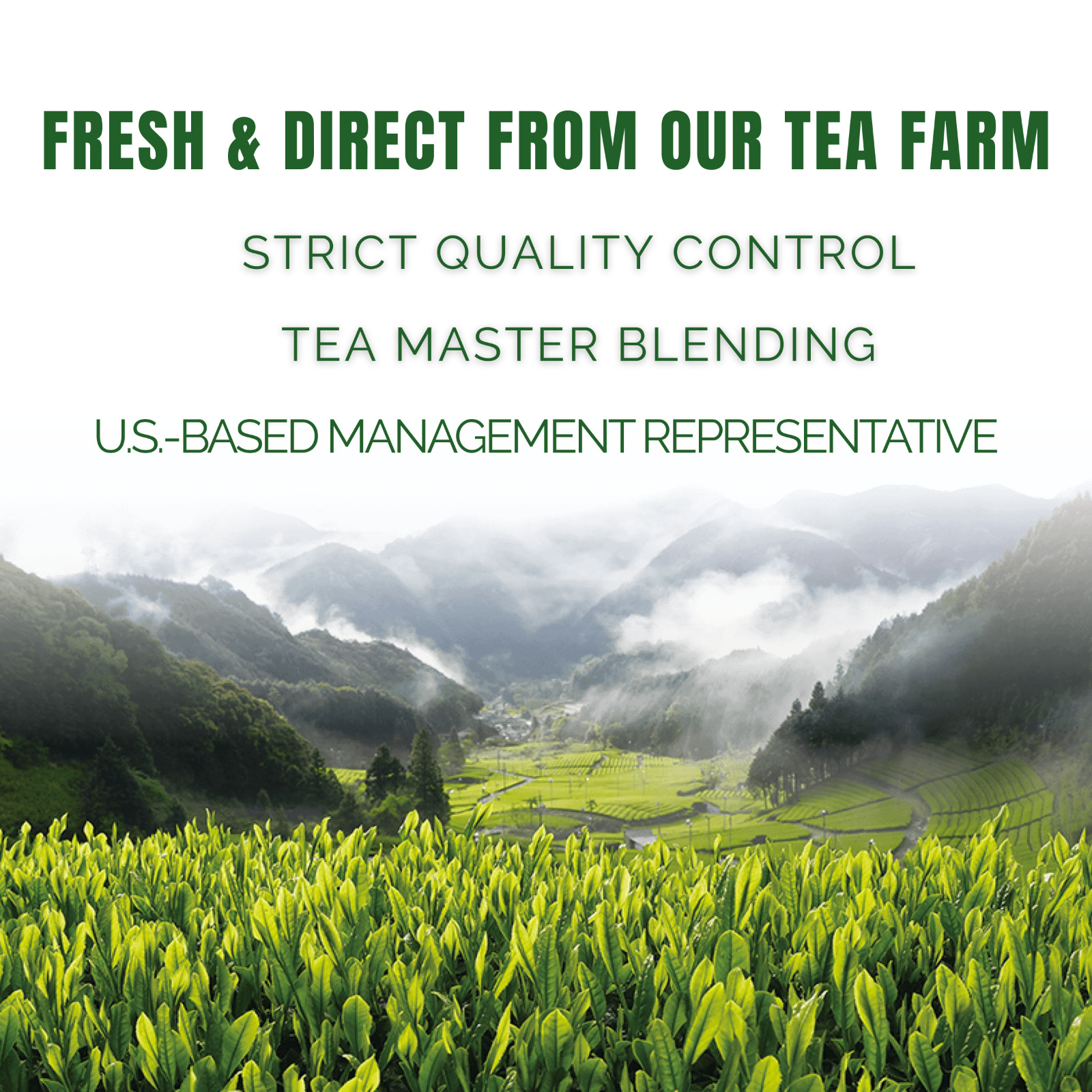 Ceremonial Grade Matcha 1kg – BULK – JAPAN – 100% First Flush Spring Harvested