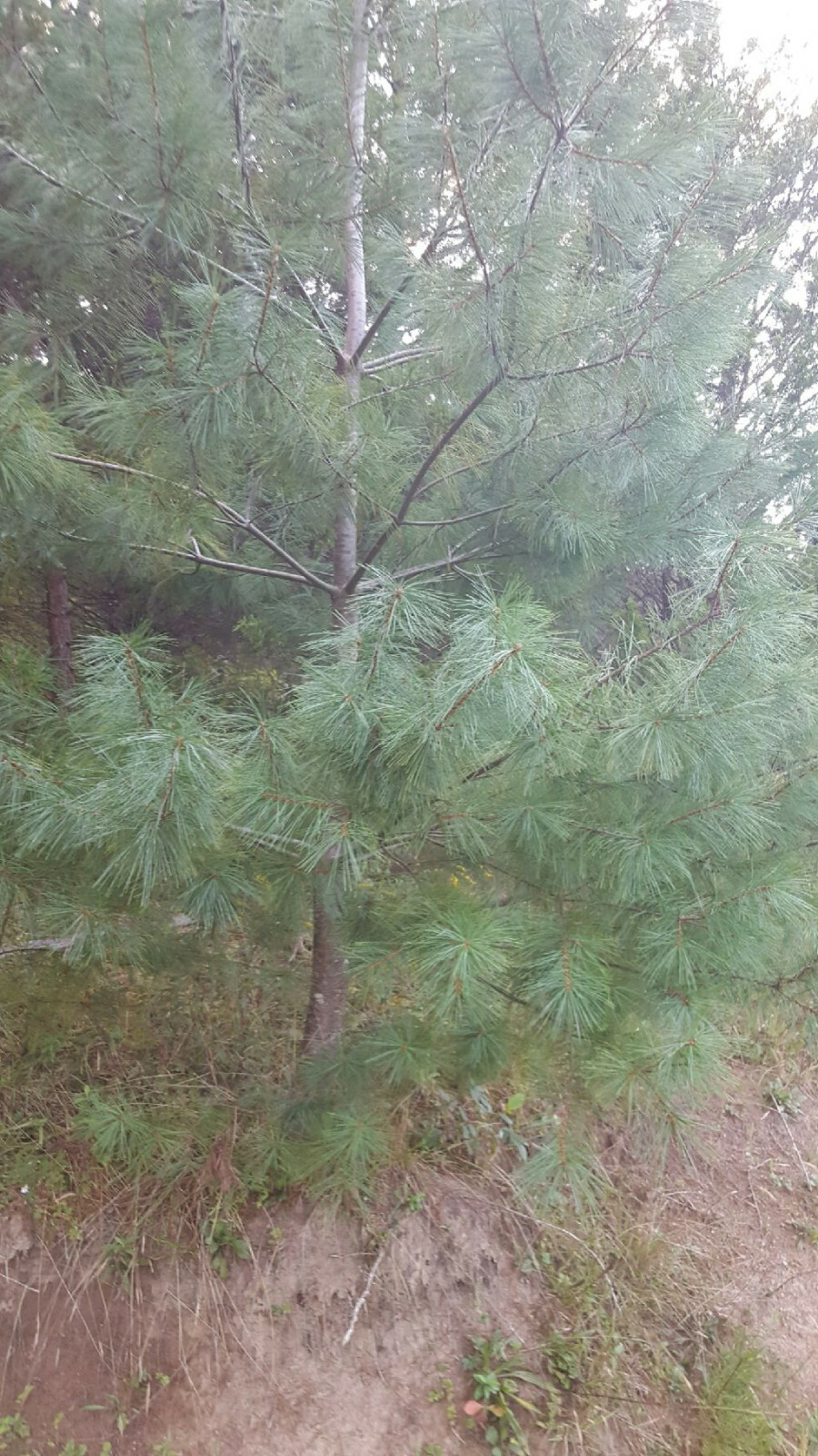 White Pine Tree Needles FRESH Tea-East Tenn. Pine,4 oz. SURAMIN , Shikimic Acid