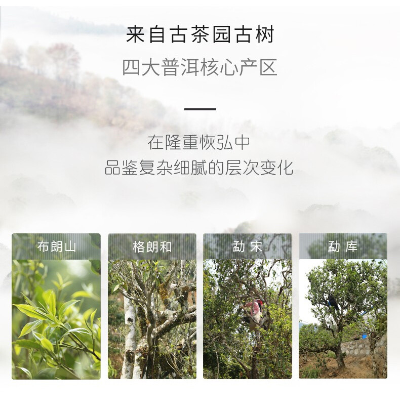 CHEN XIANG Mini Tuo Cha Haiwan Old Comrade Premium Puer Pu-erh Tea Ripe Pu’er
