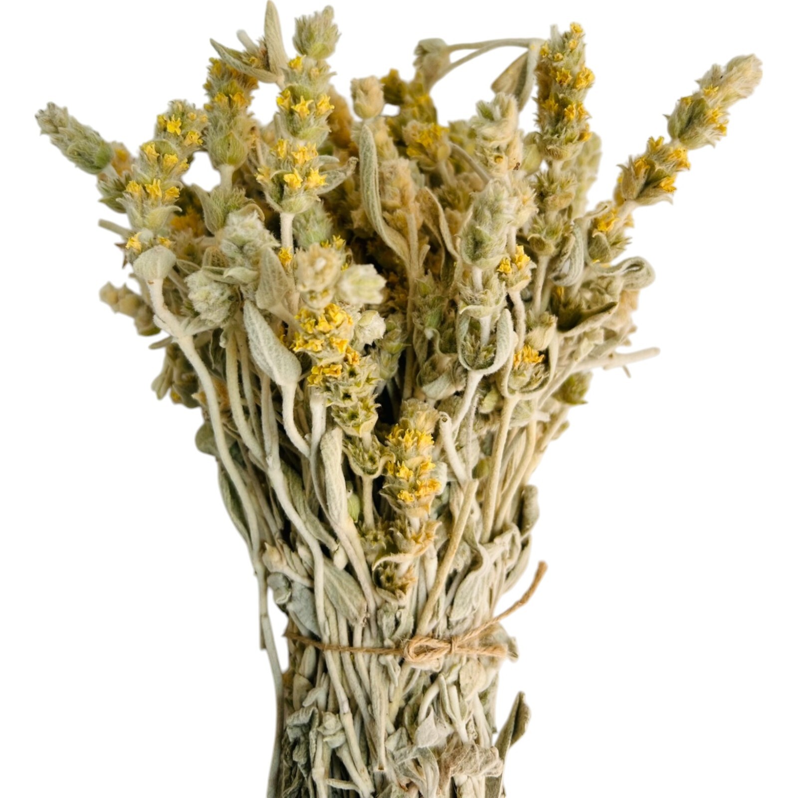 Certified Organic Greek Mountain Tea Malotira – Class A – Sideritis syriaca