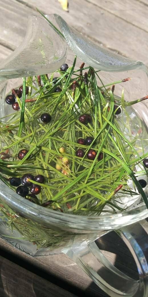Fresh Pine Needle Tea – Scots/Pitch Pine Blend – Organically grown – Picked Fres