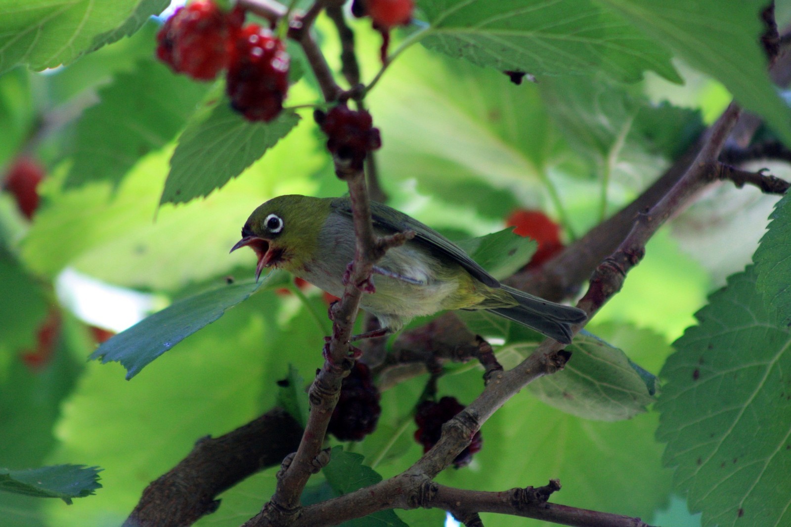 Peak Season Hand Picked Fresh on our All Natural Farm Dried Mulberry Leaves