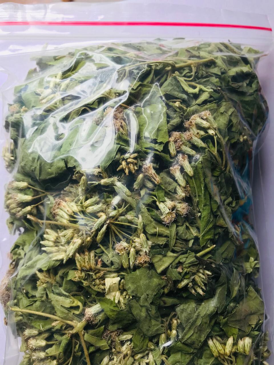 Dried Mexican Dream Herb Calea Zacatechichi Organic Herbal Ceylon Tea