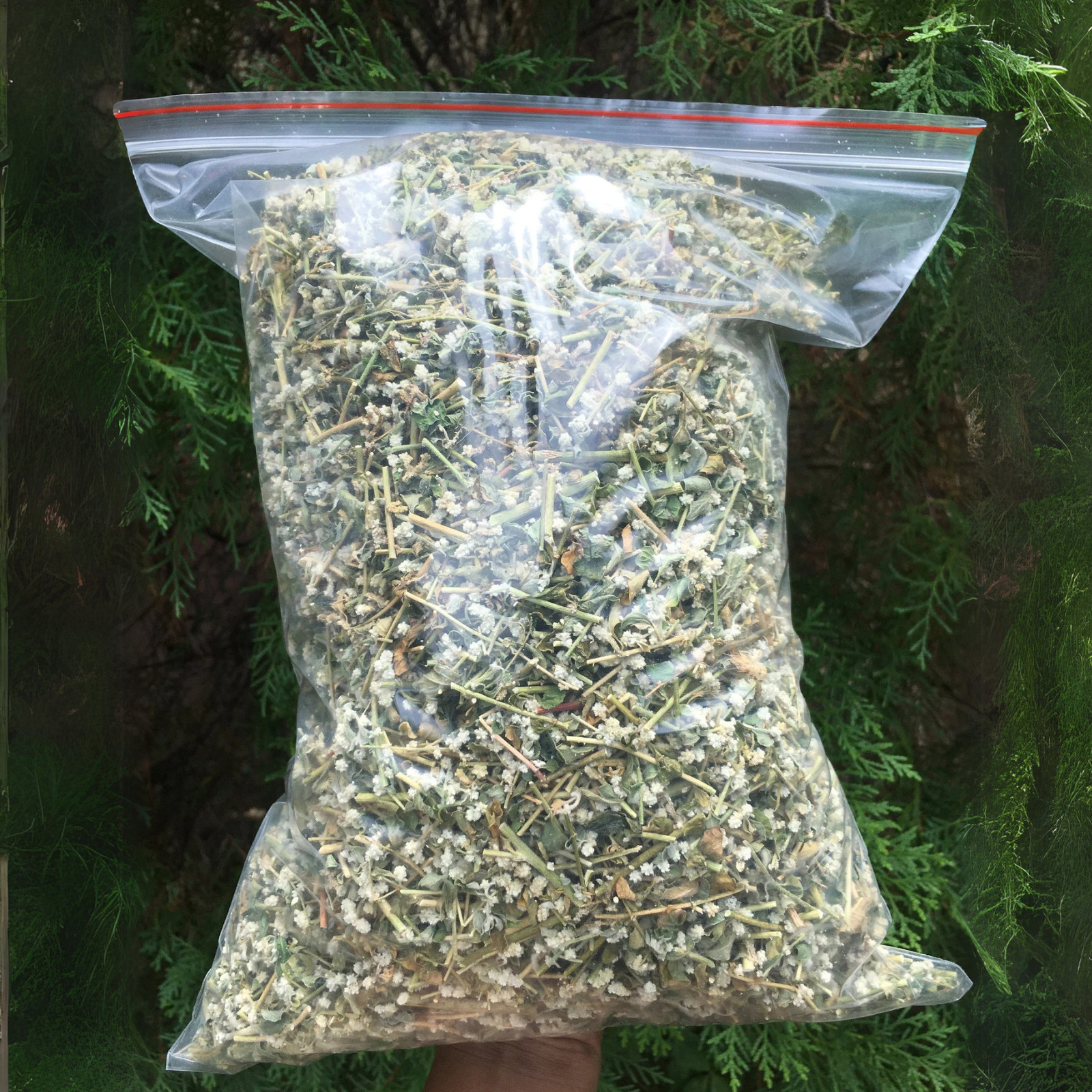 Ceylon Polpala Herbal Tea (Aerva Lanata) 100% Organic Natural Dried Leaves 1000g